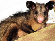 Possum (French Guiana)